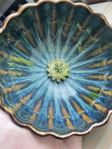 Customer photo review of Golden Peacock