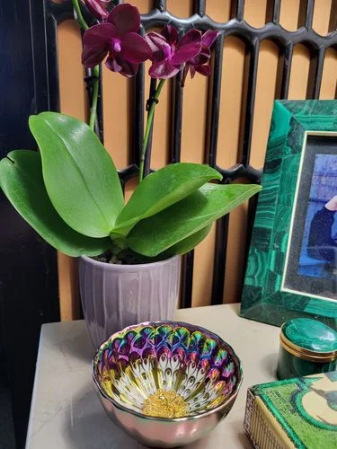 Customer photo review of Vivid Peacock