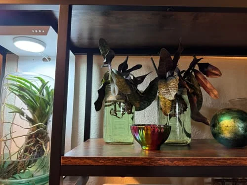 Customer photo review of Vivid Peacock
